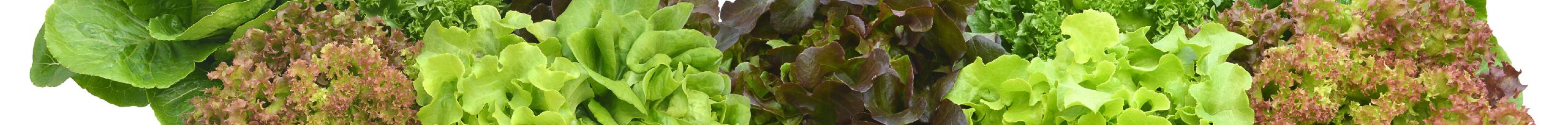 healthy food,salad plant on white background